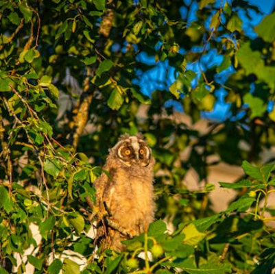 Flora ve Fauna ile İlgili DET 'Fotoğraf Hakkında Konuşun' Sorularına ilişkin örnek bir görsel.