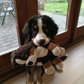 A puppy picture from the Duolingo English Test image description task.