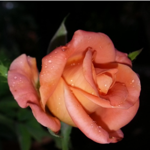 A rose picture from the Duolingo English Test image description task.
