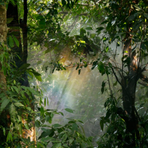 A forest picture from the Duolingo English Test image description task.