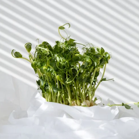 A sprouts picture from the Duolingo English Test image description task.