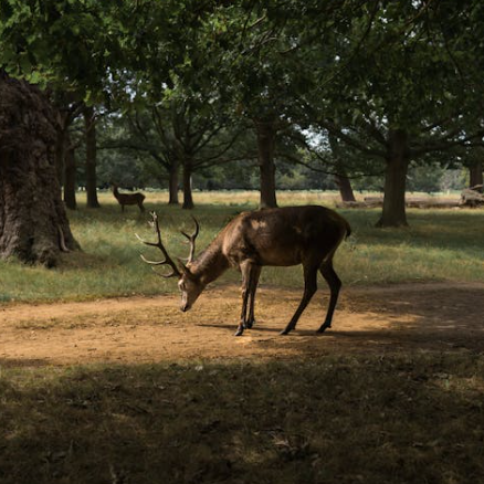 A stag picture from the Duolingo English Test image description task.