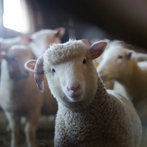 A curious sheep picture from the Duolingo English Test image description task.