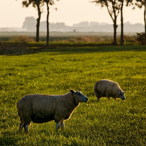 A sheep picture from the Duolingo English Test image description task.
