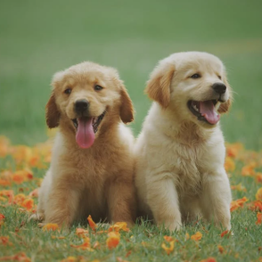 A golden retriever picture from the Duolingo English Test image description task.