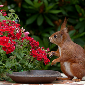 A squirrel picture from the Duolingo English Test image description task.